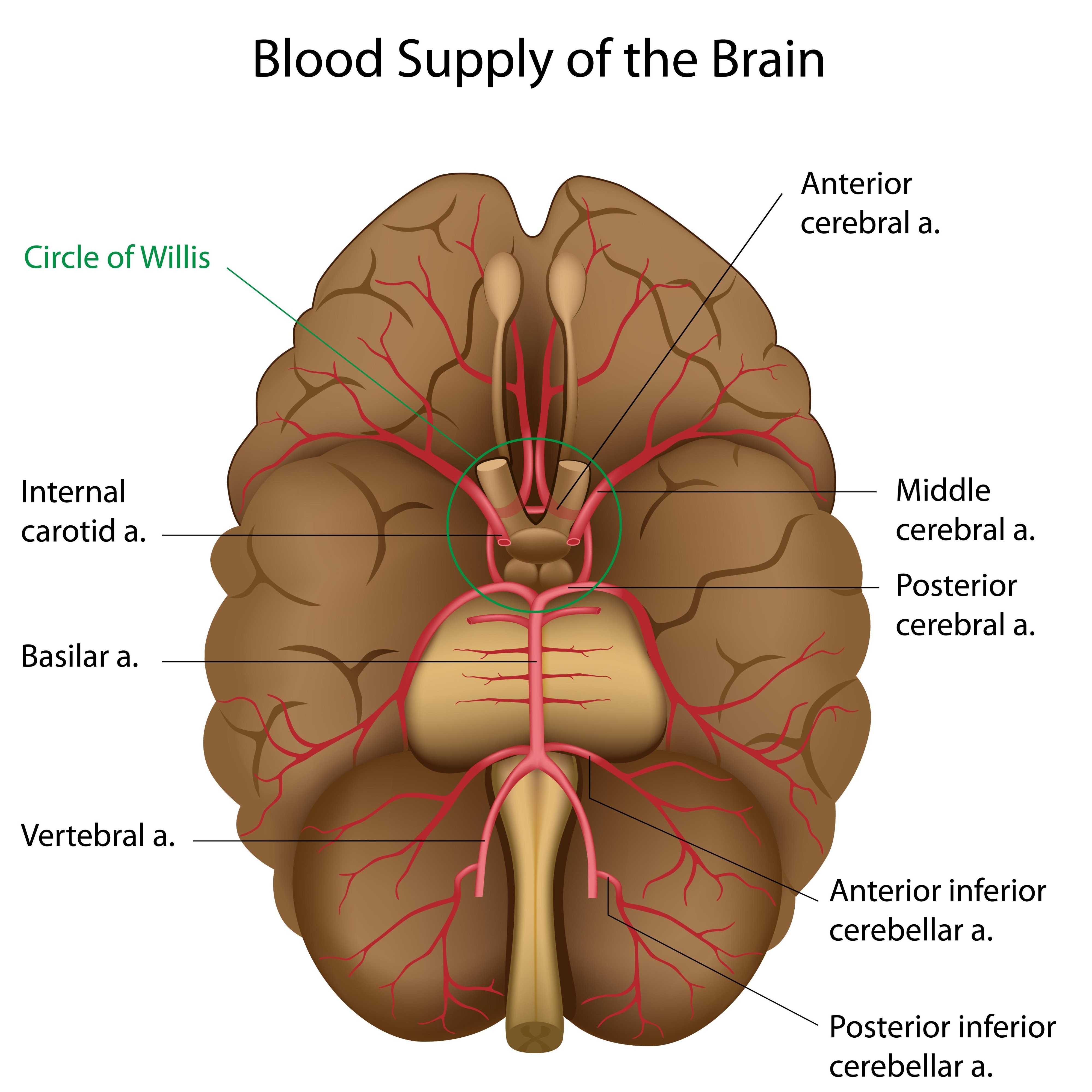 แผนภาพแสดงหลอดเลือดที่หล่อเลี้ยงสมอง (Blood Supply of the Brain) รวมถึง Circle of Willis, Middle cerebral artery, Anterior cerebral artery และหลอดเลือดสำคัญอื่นๆ